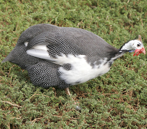 raising guinea fowls, guide for raising guinea fowls, raising guinea fowl, guide for raising guinea fowl, guinea fowl farming, tips for raising guinea fowl, guinea fowl raising tips