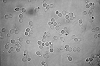 Saccharomyces cerevisiae: Usos, e Variantes dessa Levedura