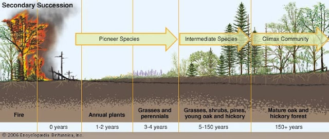 ￼ Secondary succession