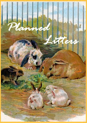 Planned Future Litters