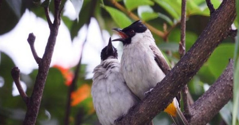 Download Suara Burung Kutilang Pikatan Mp3 Paling Gacor Dan