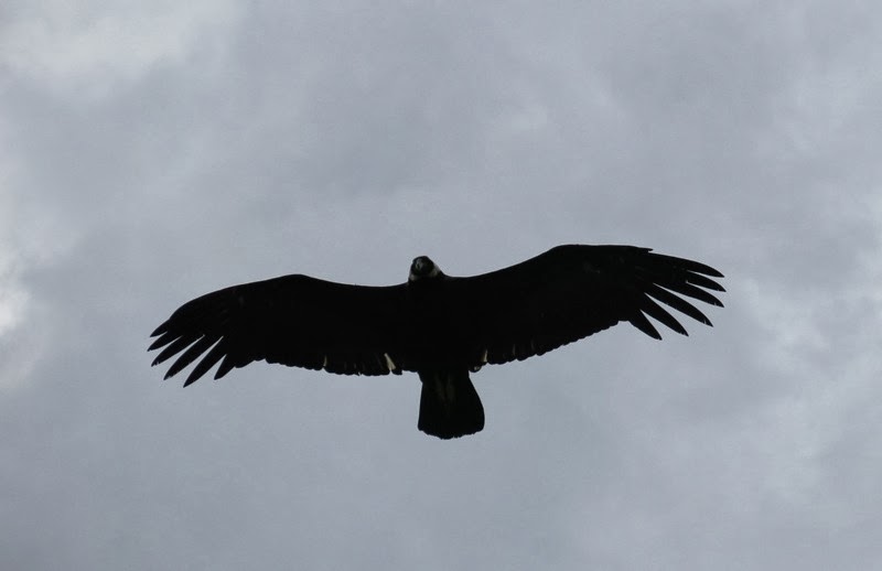 ...und zeigt sich aus der Nähe