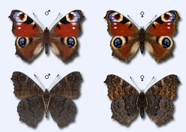 Пол у самок бабочки. Бабочка павлиний глаз самка и самец. Павлиний глаз (бабочка). Самки и самцы мотыльков. Самка или самец бабочки павлиний глаз.
