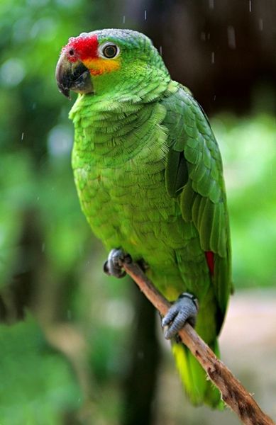 Parrot Species: Red-lored Parrot (Amazona autumnalis) Information