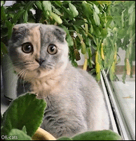 Funny Kitten GIF • Scottish fold Kitten chattering at birds. He is cute and very excited!