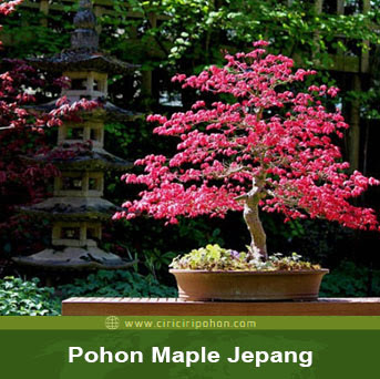 ciri ciri pohon maple jepang bonsai