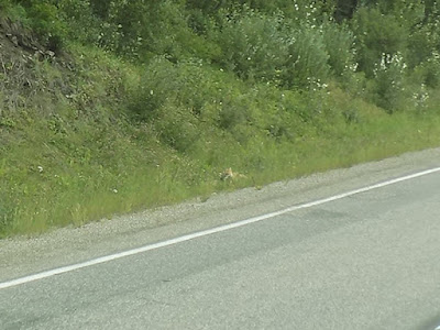 Very Difficult to See – Fox with Lunch in it’s Mouth (Center)