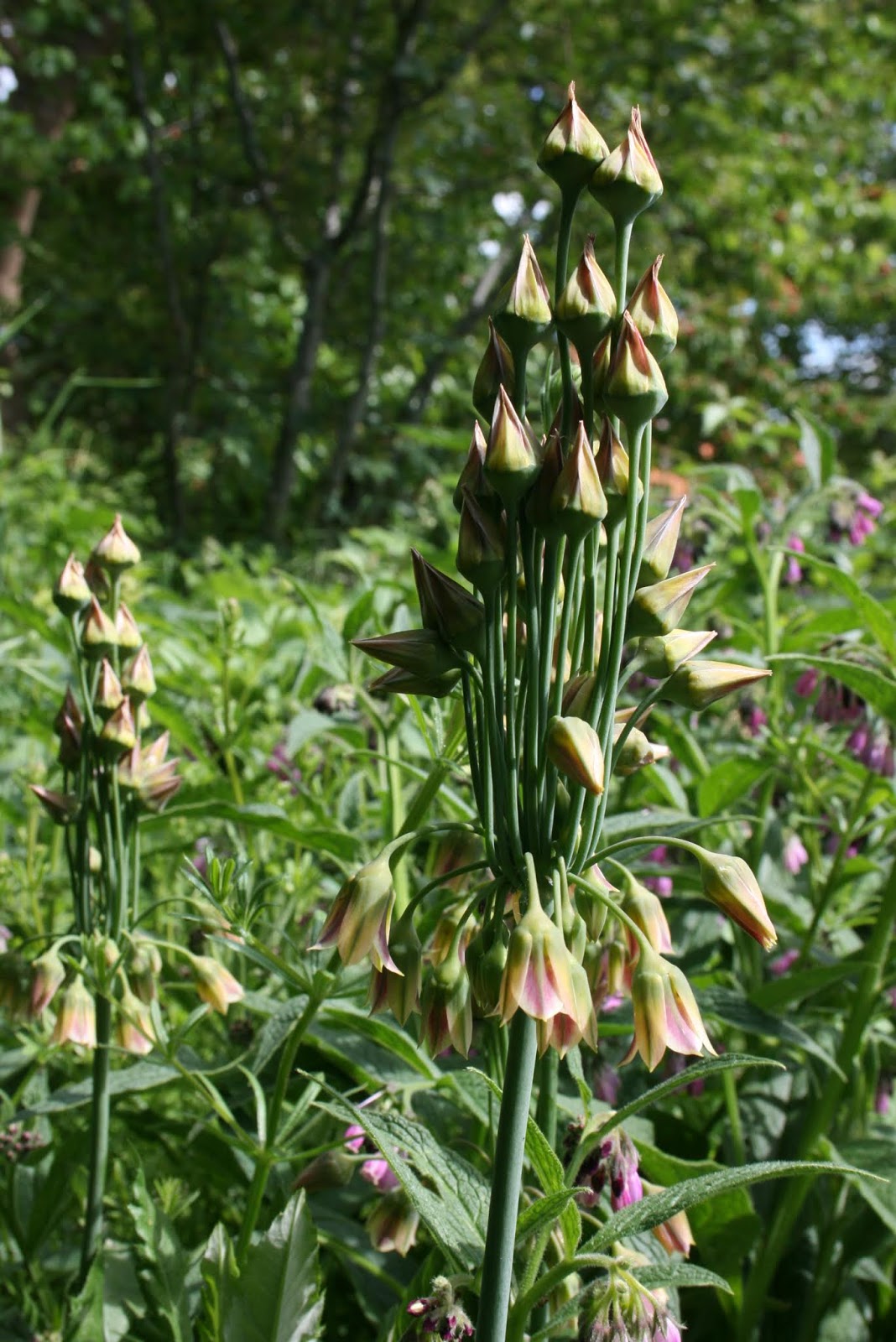 Talking Of Interesting Evergreen Ground Cover Plants Hardy