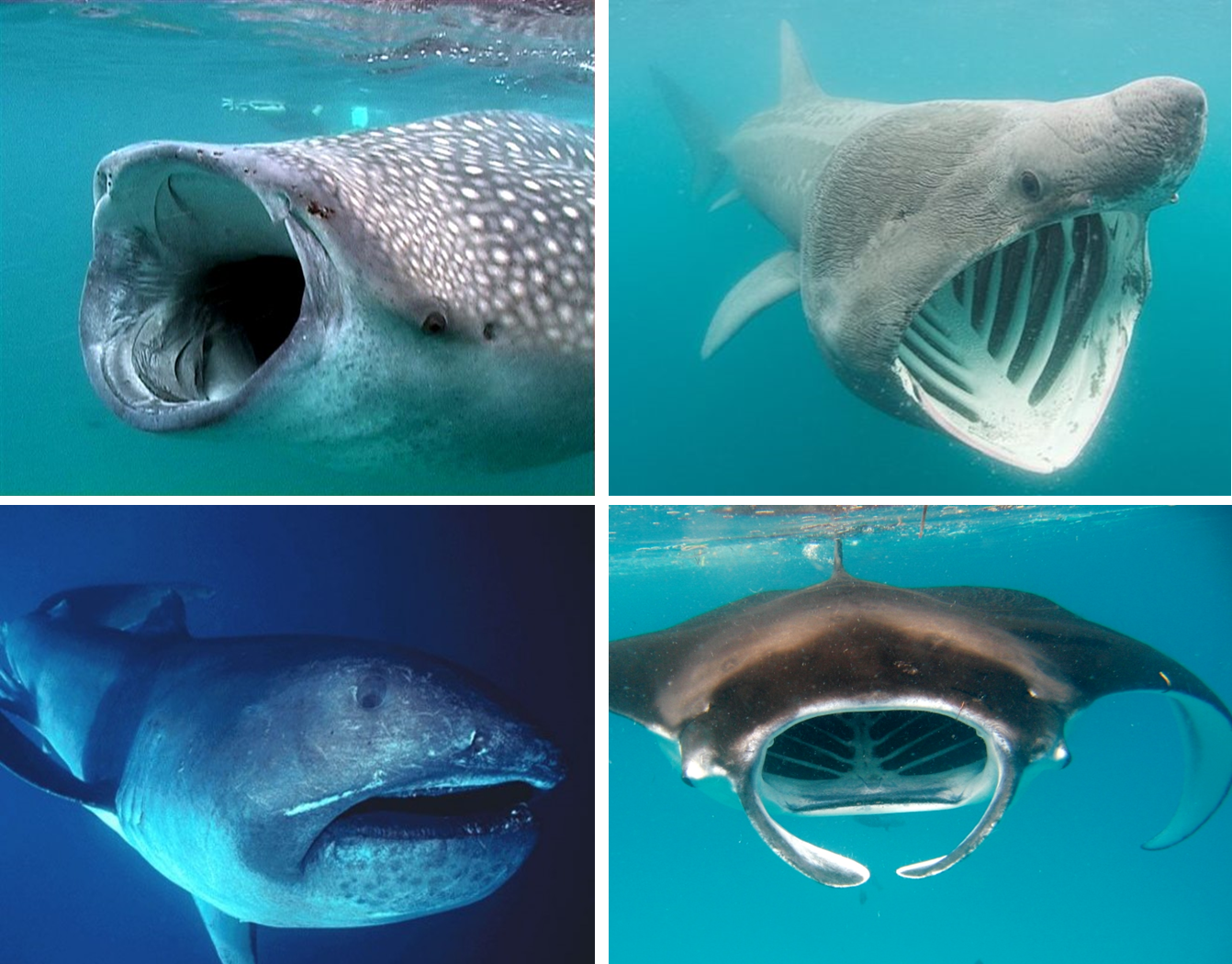 Species New to Science [PaleoIchthyology • 2015] Pseudomegachasma gen