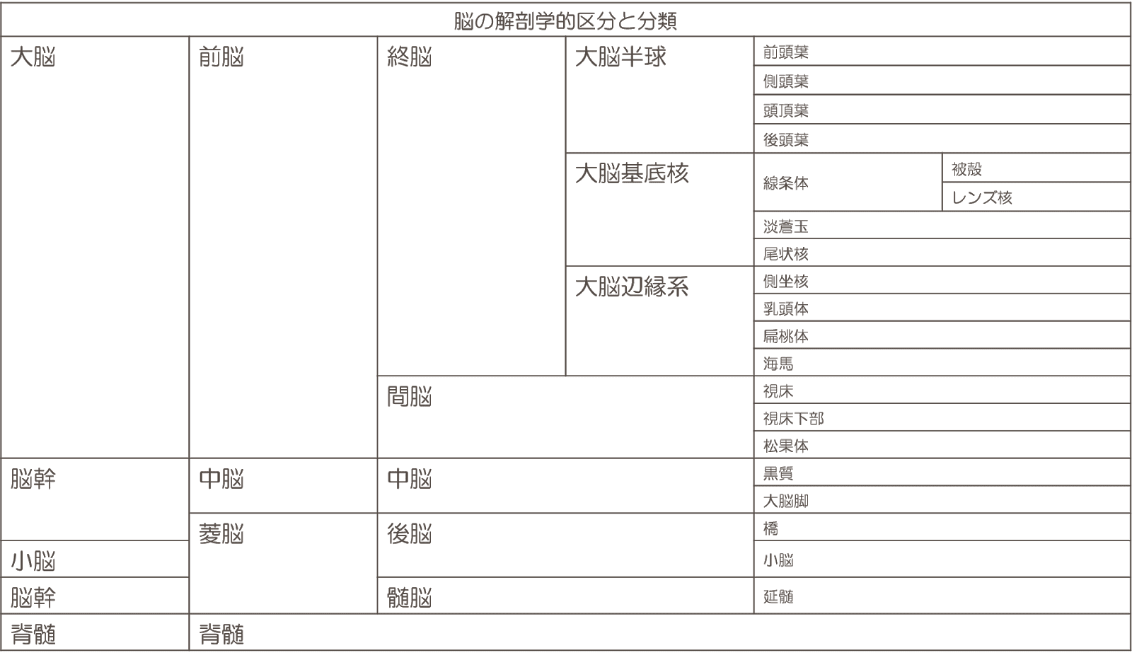 核 機能 基底 大脳