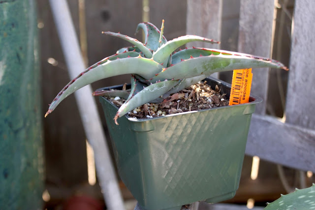 Aloe alooides Aloe alooides in 4" pot