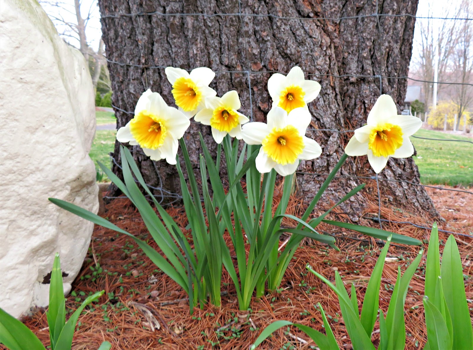 Molly the Airedale: Nature Friday
