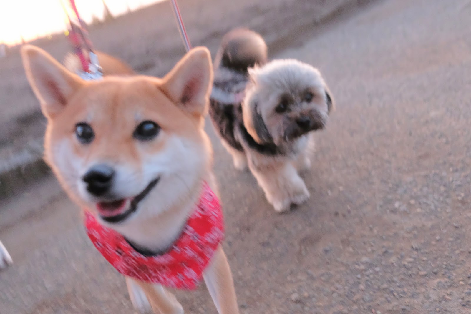 Pethotel11 お庭番のブログ 犬同士のじゃれ合いとケンカ