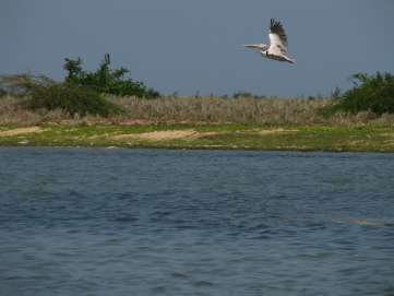 Pulicat Lake