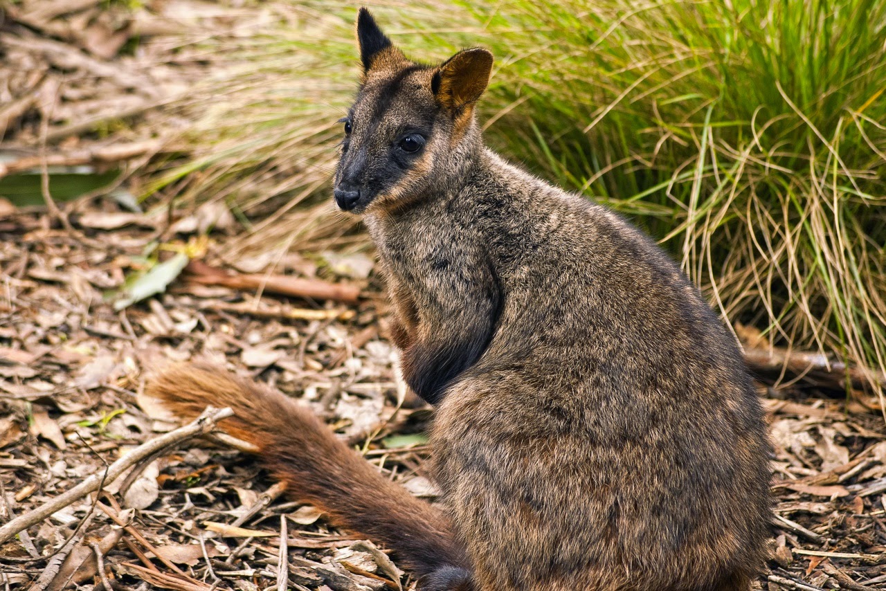 Почему сумчатые сохранились в австралии. Сумчатые млекопитающие. Сумчатые кенгуру. Сумчатые животные Австралии. Австралийский сумчатый барсук.