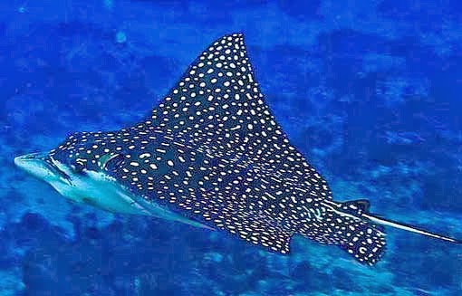 Australian Rays AVEEK- Blogs: Eagle Ray