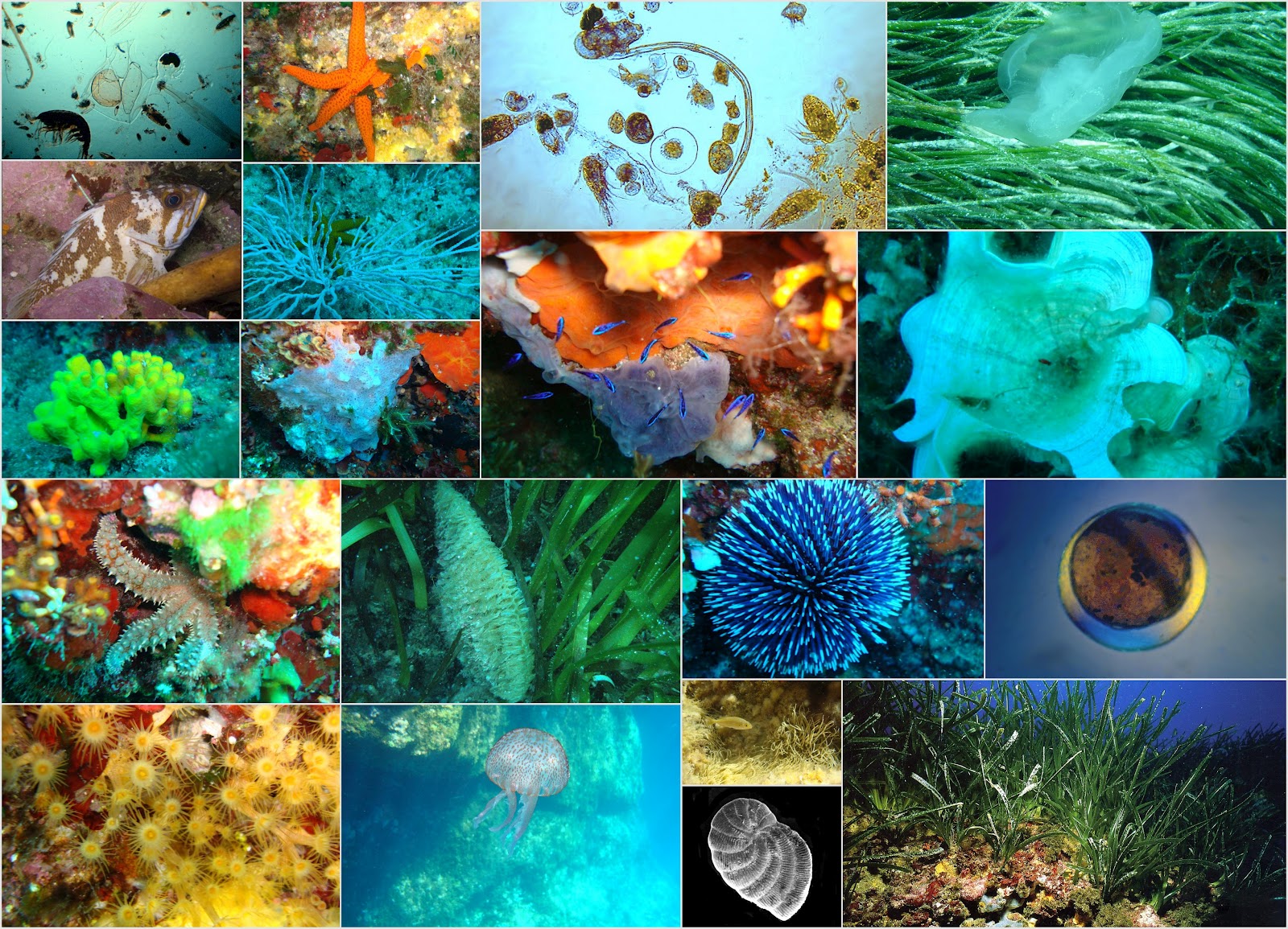 lo mas importante de los 5 reinos