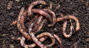 गांडूळ खत,गांडूळ,गांडूळ खत निर्मिती,गांडूळ खत कसे तयार करतात,गांडूळ खत प्रकल्प,गांडूळ खत कसे तयार करावे,गांडूळ खत तयार करण्याची पद्धत,गांडूळ खताचे फायदे,#गांडूळ,गांडुळ खत व्यवस्थापन,गांडुळ खत शुध्दता तपासणी,गांडूळ खत बेड,गांडूळ कल्चर,गांडुळ खत निर्मिती आणि महत्व,मांडूळ,गांडूळ खत फलटण,गांडूळ खत चाचणी,300 टन गांडूळ खत,गांडूळ खत तपासणी,गांडूळ खत अनुदान,गांडूळ खताचा वापर,गांडूळ खत प्रक्रिया,गांडूळ खत भेसळ तपासनी,गांडूळ खत बेड कसा भरावा,गांडूळ खत प्रकल्प योजना,गांडूळ खत संपूर्ण माहिती