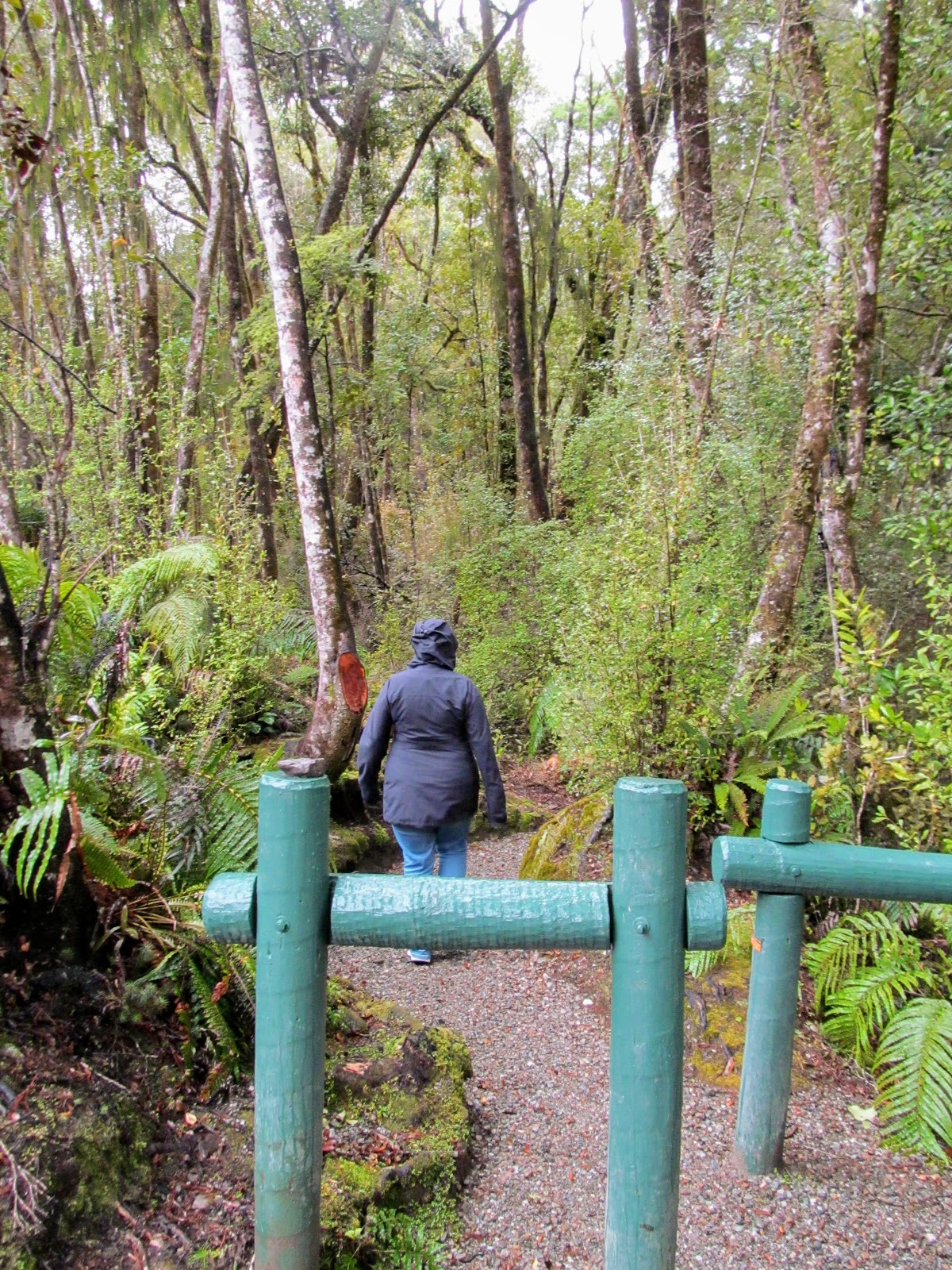 Tramping in the New Zealand backcountry NZ Bush Adventures Hokitika