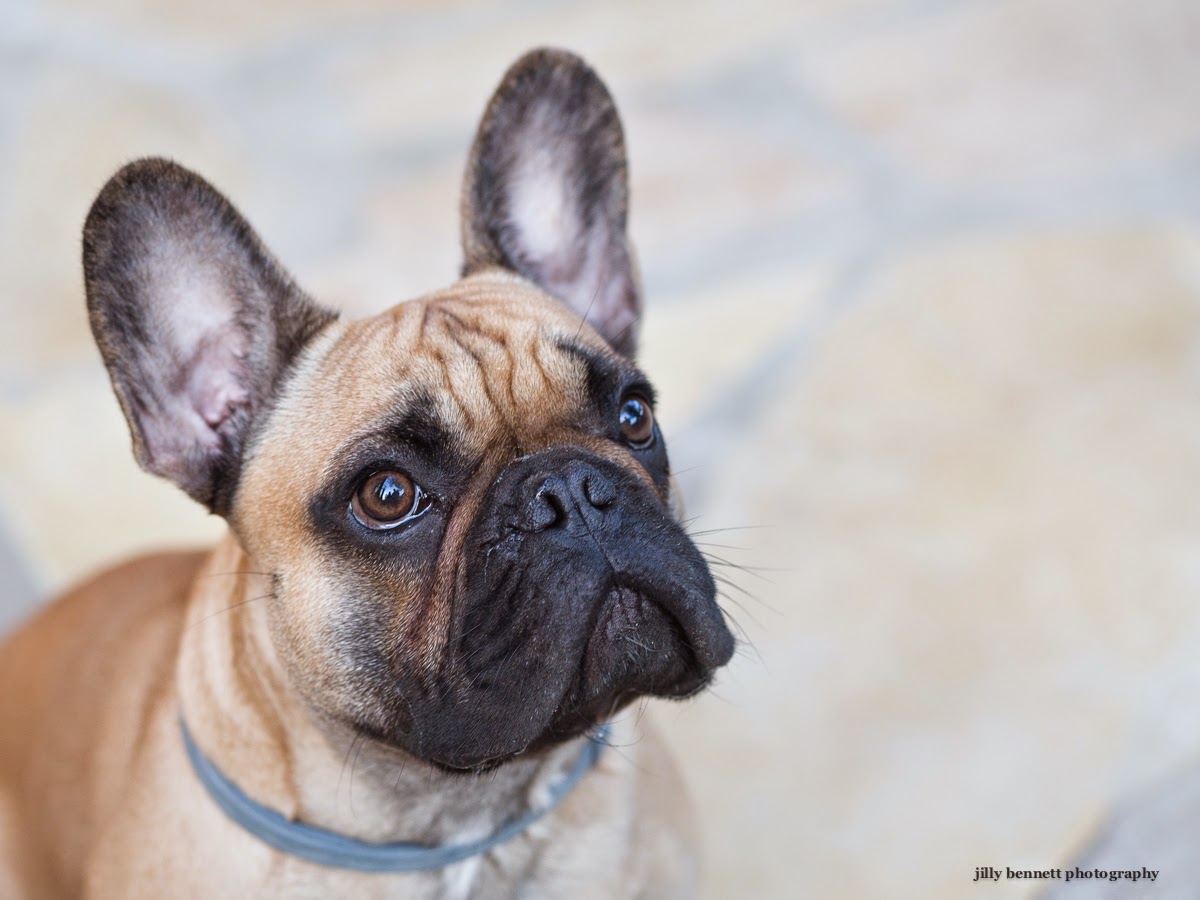 RIVIERA DOGS: Harry, the French Bulldog
