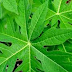 4 Benefits of Papaya Leaf For Cancer Treatment 