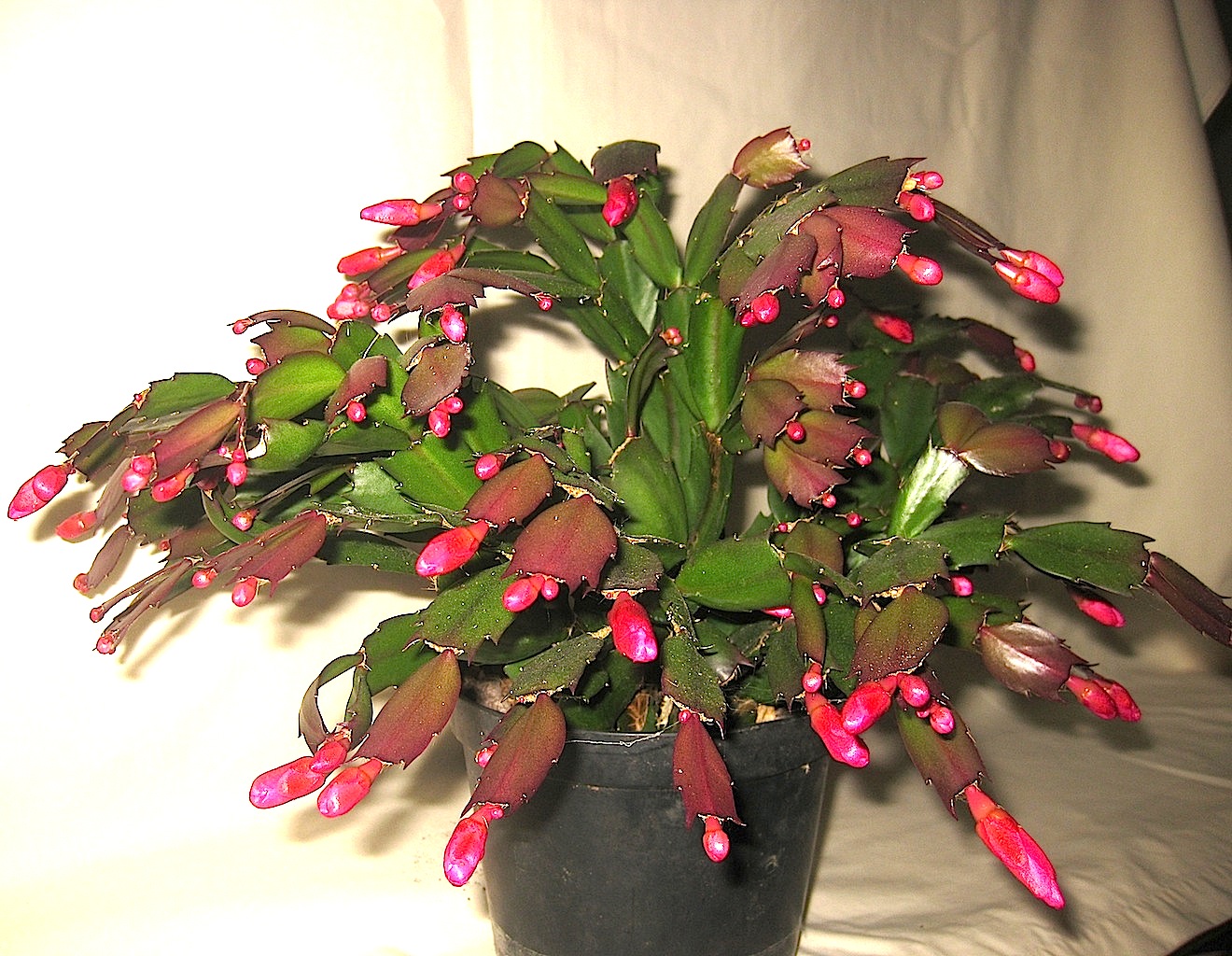 Picture Of Christmas Cactus