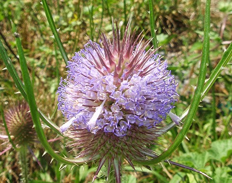 Cardo de cardador (Dipsacus follonum) flor silvestre azul