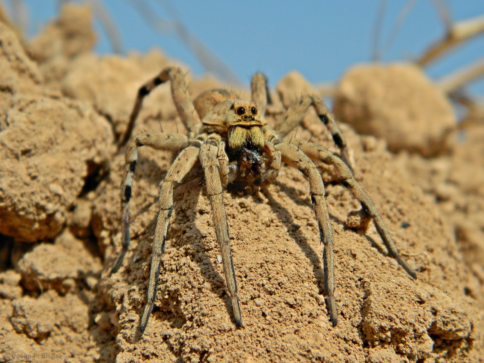 (Paleo)Herpetología Araneae Arañas verdaderas