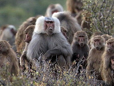 An Ordinary American: A Congress of baboons. That explains ...