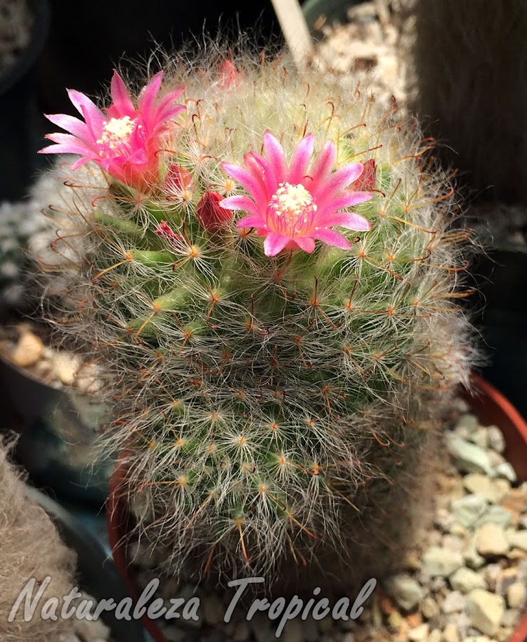 El cactus ornamental Mammillaria bocasana