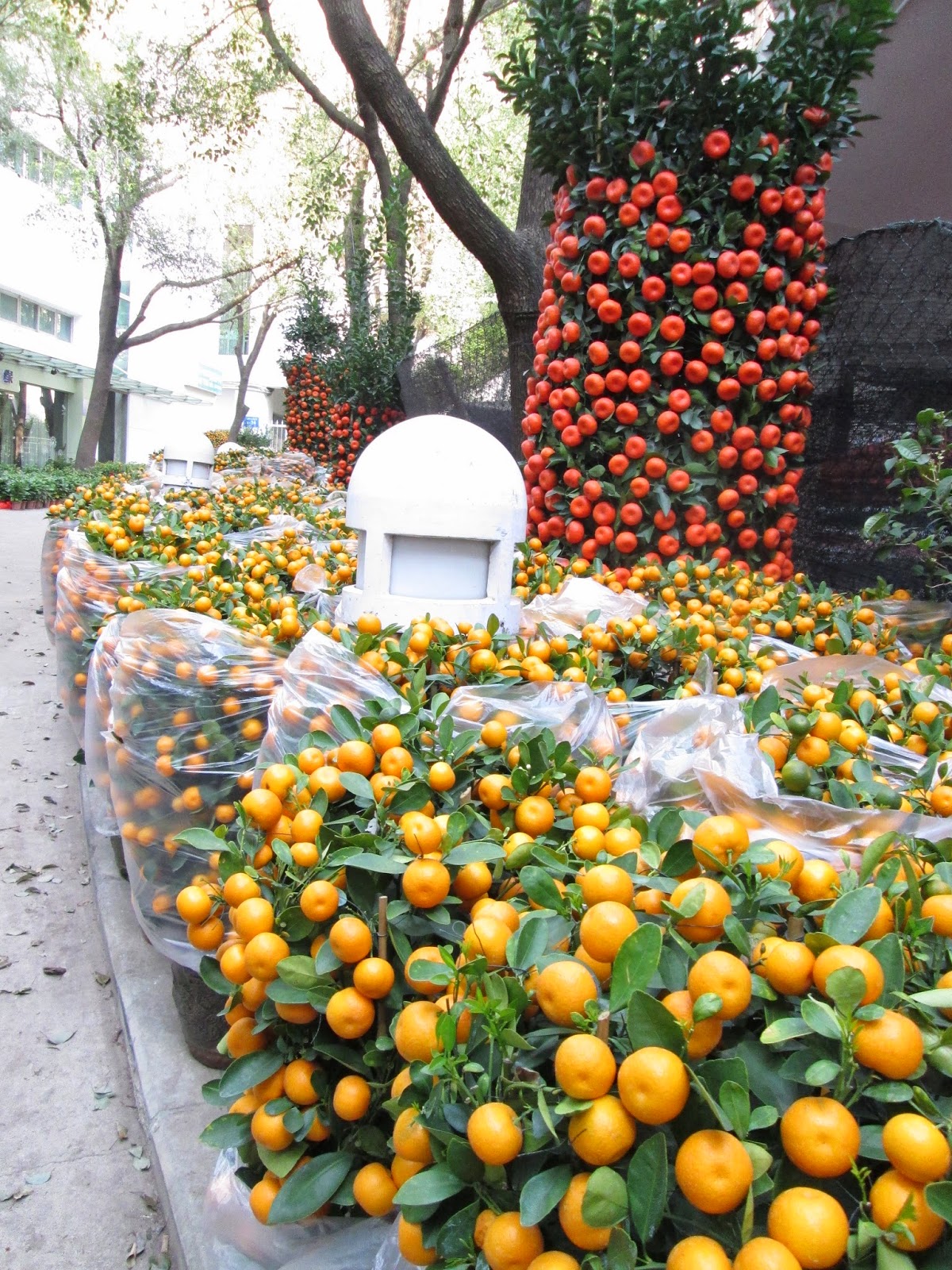 Tree orange mandarin bonsai plant citrus fruit garden food trees chinese grow healthy easy plantas edible flores visit 40pcs China Notes 2015: Feb.19 Is Chinese New Year