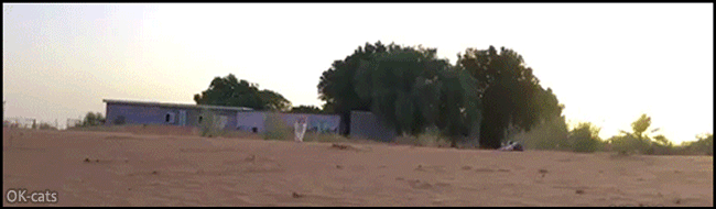 Amazing Cat GIF • Suddenly running cat hits other cat! Huge crash and amazing cat Flip, haha Amazing Cat GIF • Suddenly running cat hits other cat! Huge crash and amazing cat Flip, haha