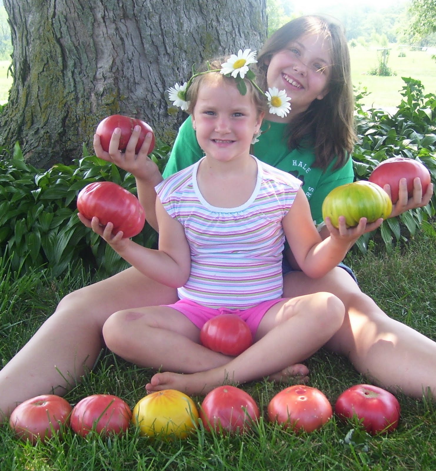 Hickery Holler Farm Planting Tomatoes