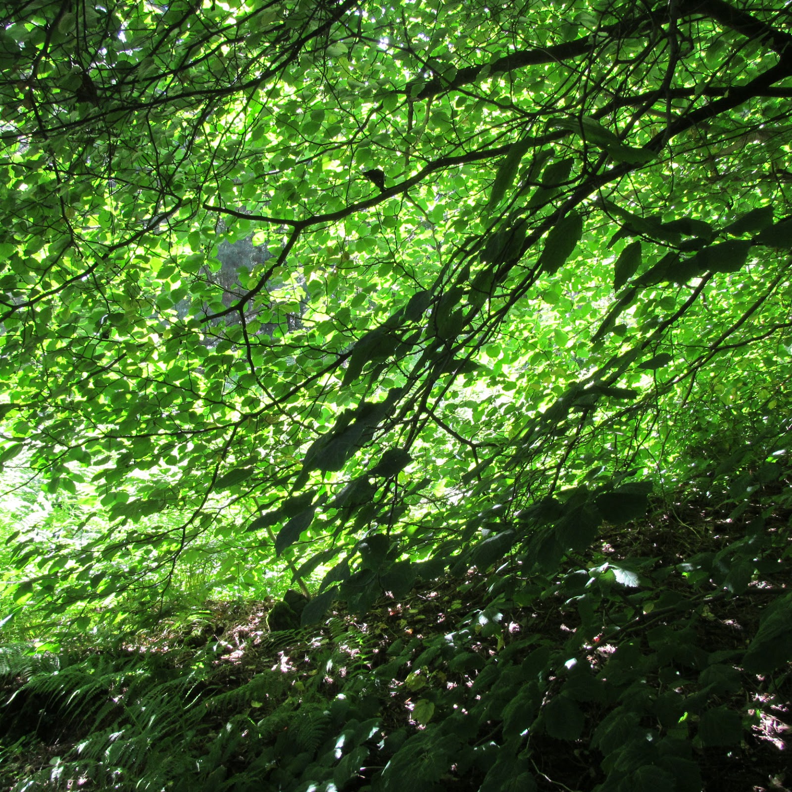 Draussen Forstbotanischer Garten Tharandt, Teil 2