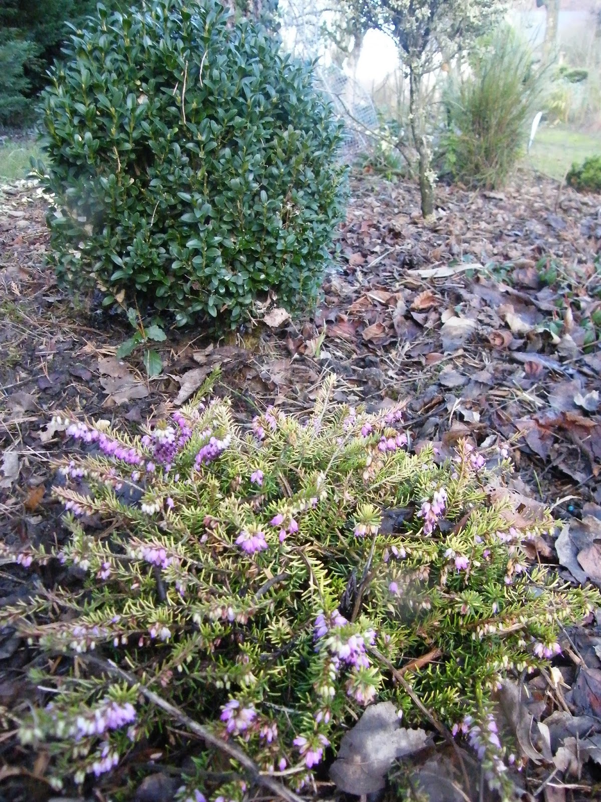 Au Gre Du Jardin L Embarras Du Choix Parmi Les Choisyas