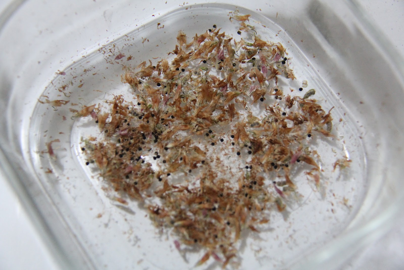 The Urban Organic Homesteading Experiment Saved Red Clover Seed