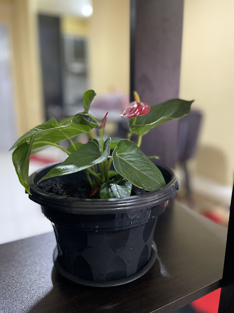 INDOOR PLANT POKOK BUNGA ANTHURIUM UNTUK APARTMENT KAMI INDOOR PLANT POKOK BUNGA ANTHURIUM UNTUK APARTMENT KAMI
