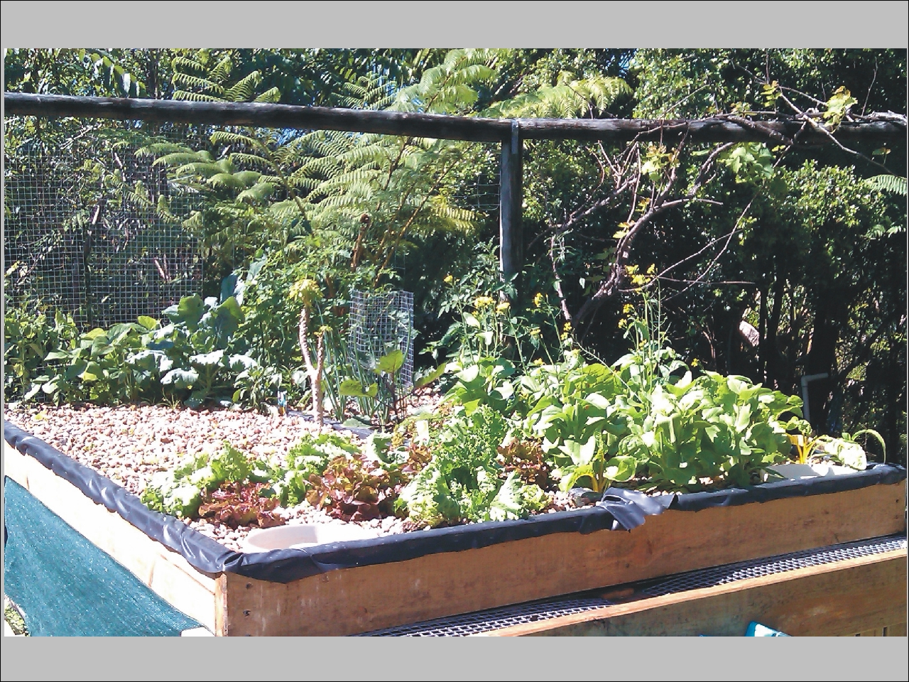 - piggabeen valley aquaponics -: september 2012