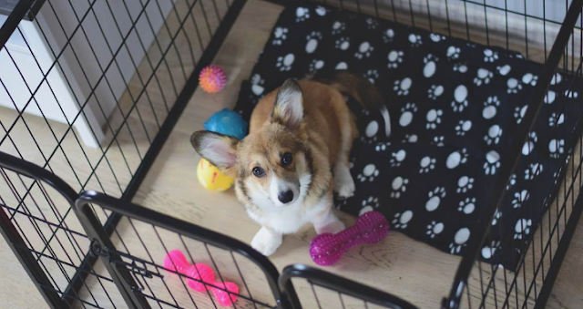 Crate Training A Puppy  Tips