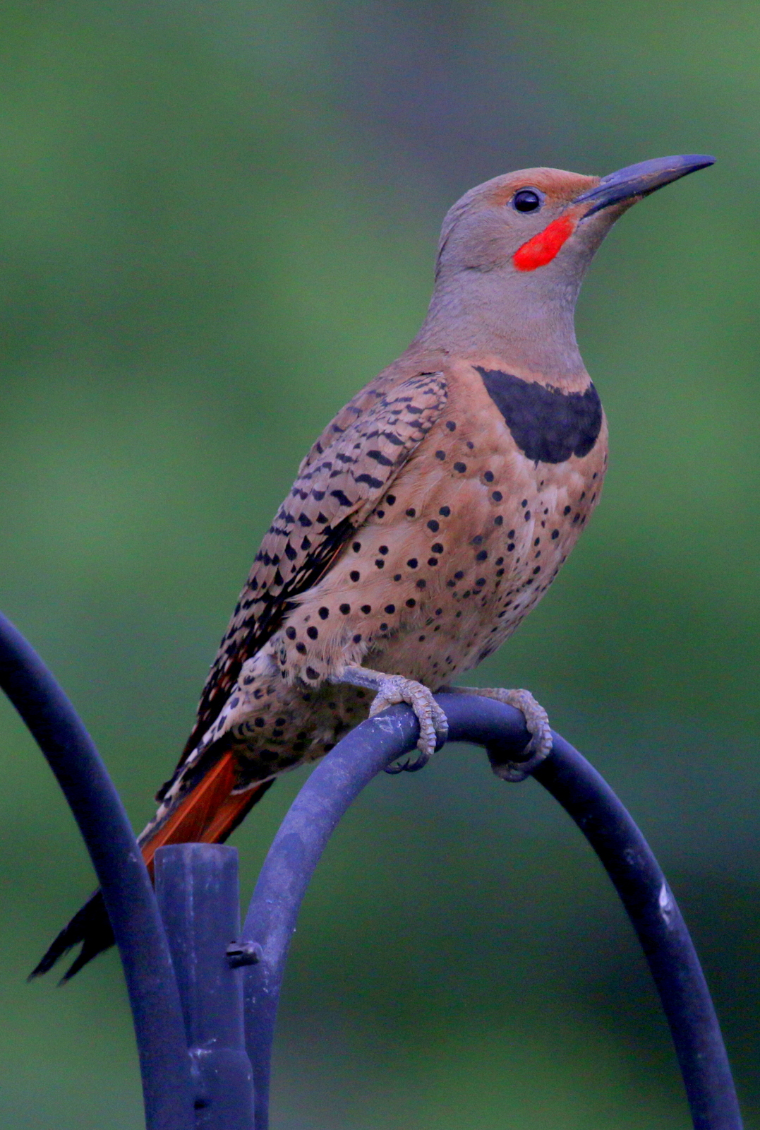 Beth's Blog Day 7 Colorado Springs Touring and Birds at the Feeder!