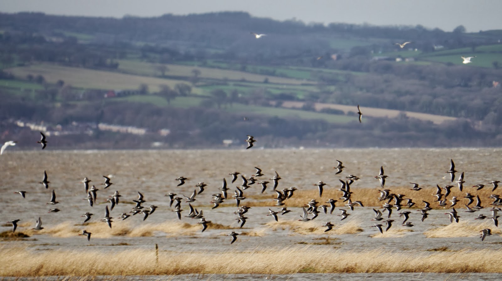 Wilde About Birds: Another High Tide at Parkgate