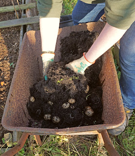 harvesting potatoes - A Stubborn Optimist Blog - Carrie Gault 2019