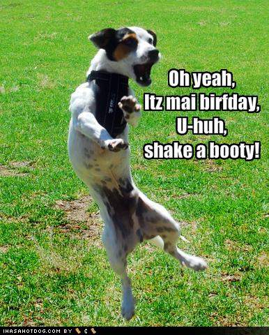 Funny dogs with words