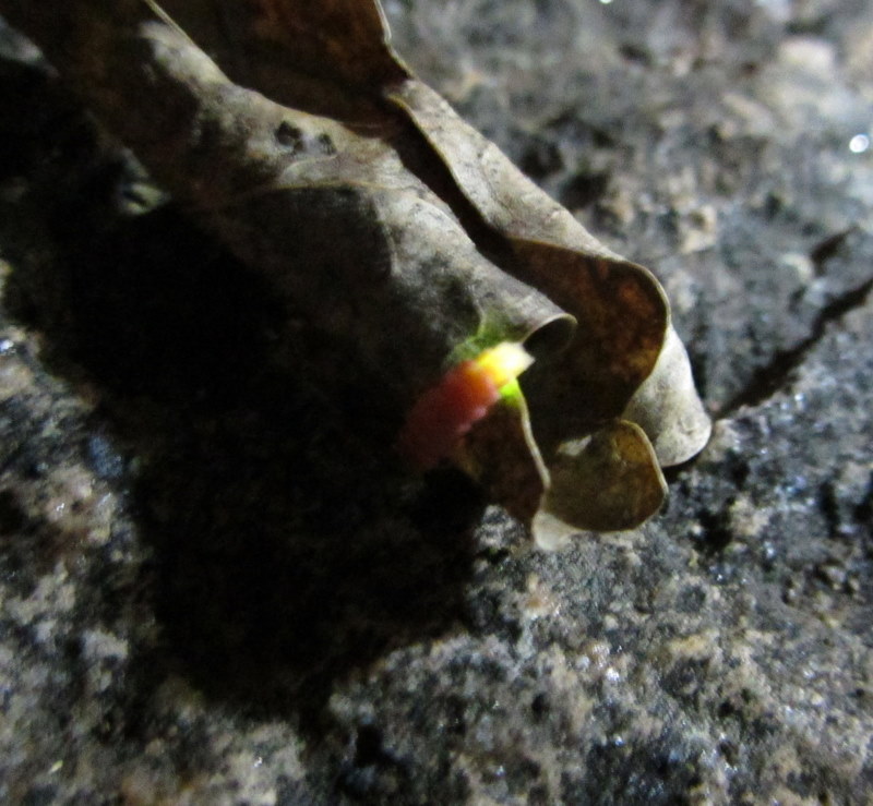 Breathing Treatment Glow worms!
