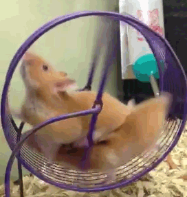 [Image: hamster-wheel.gif]