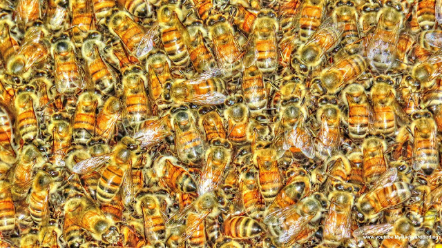 Bee Swarm Takes Over Squirrel Nest Box