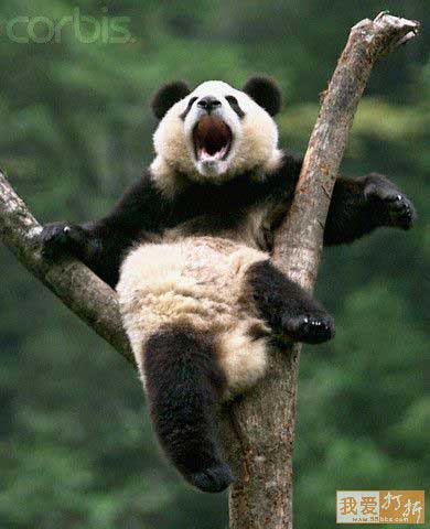 Funny Pictures Gallery: Funny panda, funny panda pictures, funny pandas ...