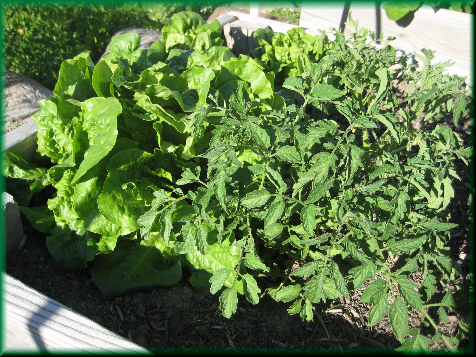 Enjoyingtheharvest Gardening Companions Lettuce and Tomatoes