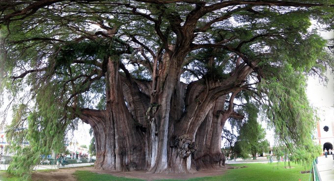 Meu Cantinho Verde: CIPRESTE-DE-MONTEZUMA, AHUEHUETE - ( Taxodium ...