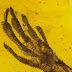 Rare Lizard Fossil Preserved in Amber